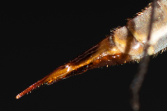 Tipula pseudovariipennis