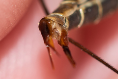 Tipula pseudovariipennis