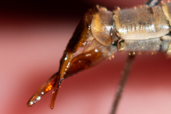 Tipula pseudovariipennis