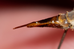 Tipula pseudovariipennis