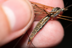 Tipula pseudovariipennis