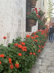 Pelargonium × hybridum