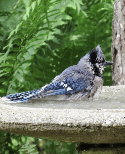 Blue Jay photographed in New Jersey