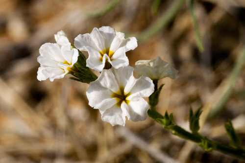 Fragrant heliotrope (Euploca greggii)
