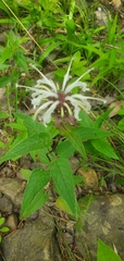 Monarda stipitatoglandulosa