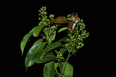 Cryptocarya aschersoniana