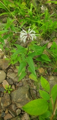 Monarda stipitatoglandulosa