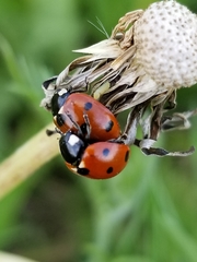 Coccinella septempunctata