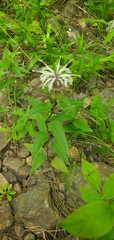 Monarda stipitatoglandulosa