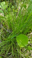 Carex leptalea
