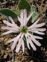 Silene hookeri