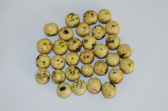 Cryptocarya aschersoniana