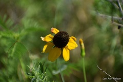 Rudbeckia amplexicaulis