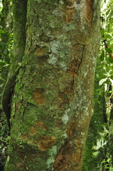 Cryptocarya aschersoniana