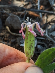 Silene hookeri