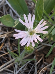 Silene hookeri
