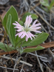 Silene hookeri