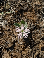 Silene hookeri
