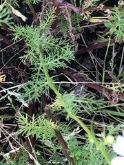 Matricaria