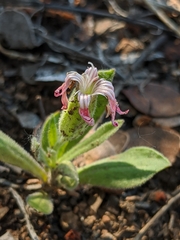 Silene hookeri