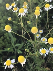 Matricaria