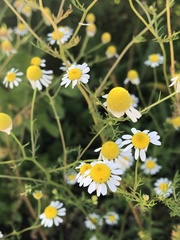 Matricaria