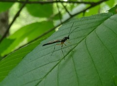Rhyssella nitida