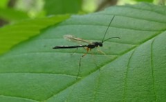 Rhyssella nitida