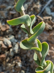 Streptanthus barbatus