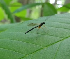 Rhyssella nitida