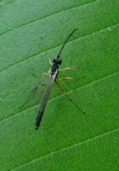Rhyssella nitida