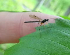 Rhyssella nitida