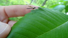 Rhyssella nitida