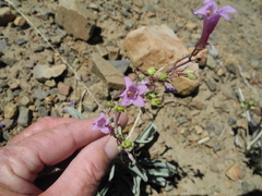 Penstemon patens
