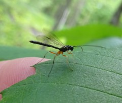 Rhyssella nitida