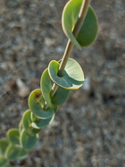 Streptanthus barbatus