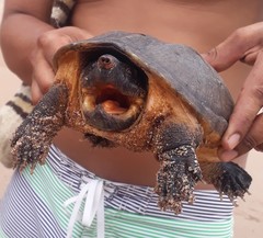 Staurotypus salvinii