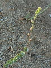 Streptanthus barbatus