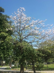 Ceiba pubiflora