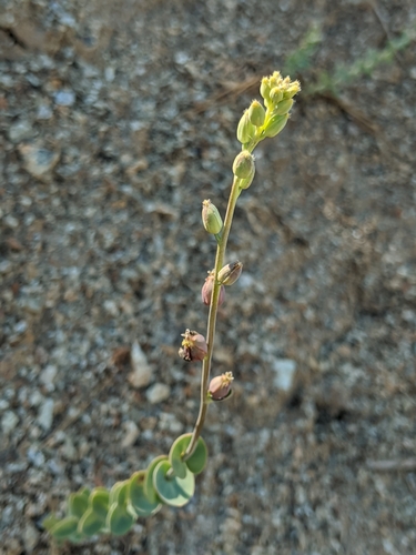 Image of Streptanthus barbatus by no rights reserved