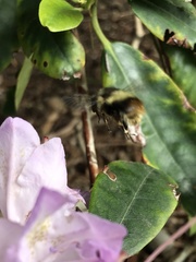 Bombus mixtus