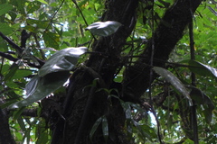 Elaphoglossum crinitum