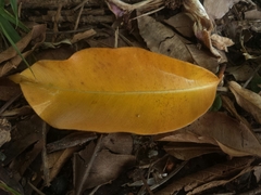 Ceiba pubiflora