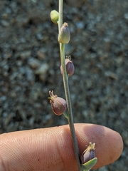 Streptanthus barbatus