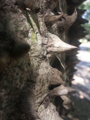 Ceiba pubiflora