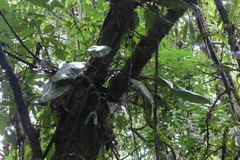 Elaphoglossum crinitum