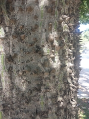 Ceiba pubiflora