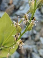 Streptanthus drepanoides