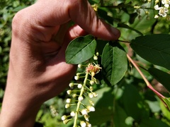Taphrina confusa
