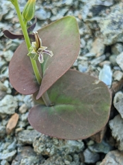 Streptanthus drepanoides